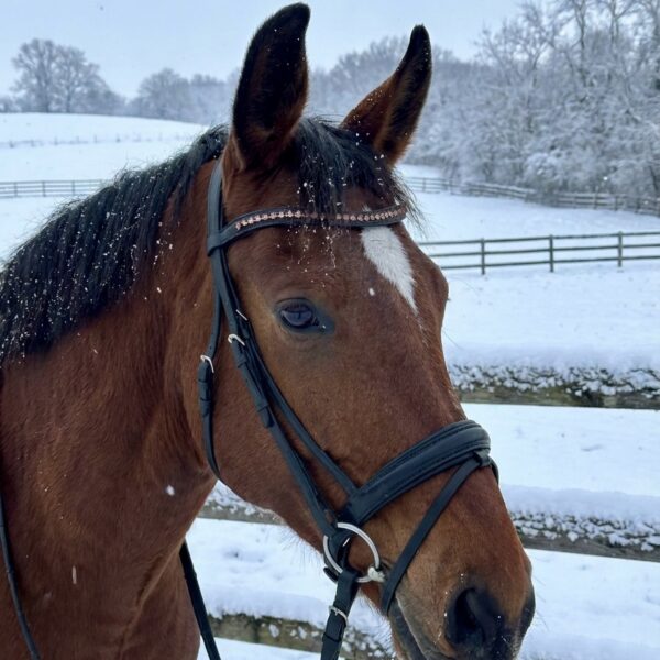 Трензельное оголовье Angela HorsePlanet