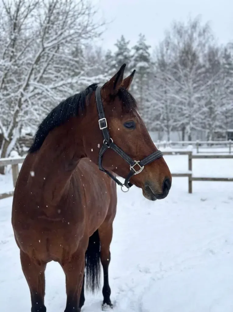 Кожаный недоуздок Galant