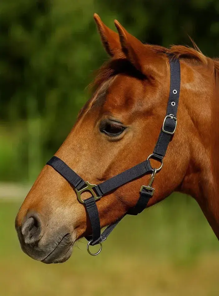 Недоуздок HorsePlanet budget