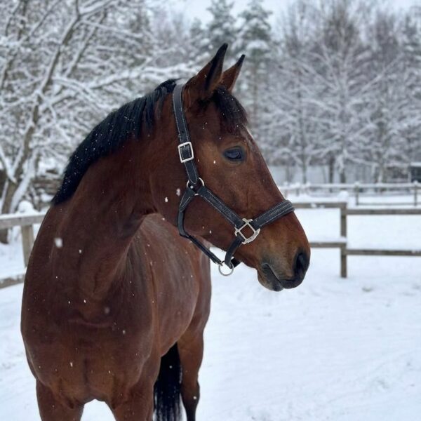 Кожаный недоуздок Galant