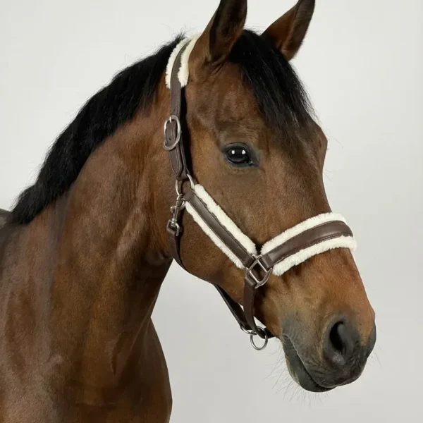 Кожаный недоуздок Royal