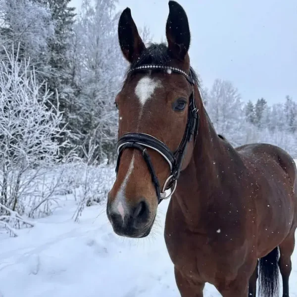 Трензельное оголовье Regina HorsePlanet