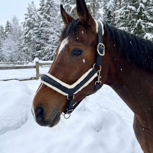 Кожаный недоуздок Royal