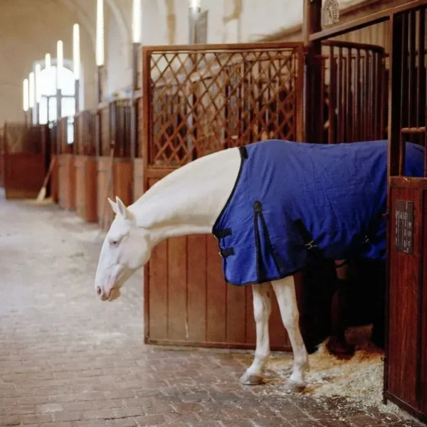 Попона стоковая синяя