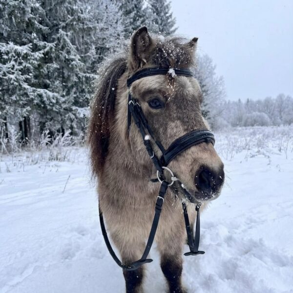 Трензельное оголовье для пони Лагуна HorsePlanet