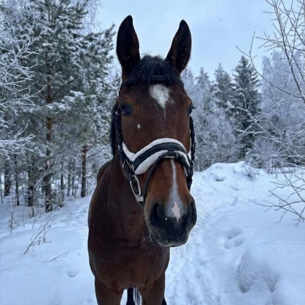 Трензельное оголовье с мехом Комфорт HorsePlanet