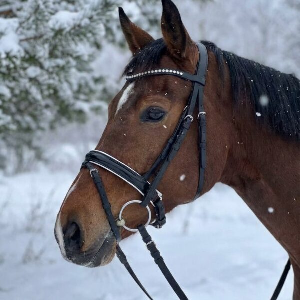 Трензельное оголовье Регина HorsePlanet