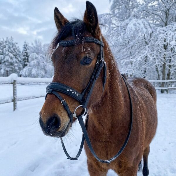 Трензельное оголовье для пони Лина HorsePlanet