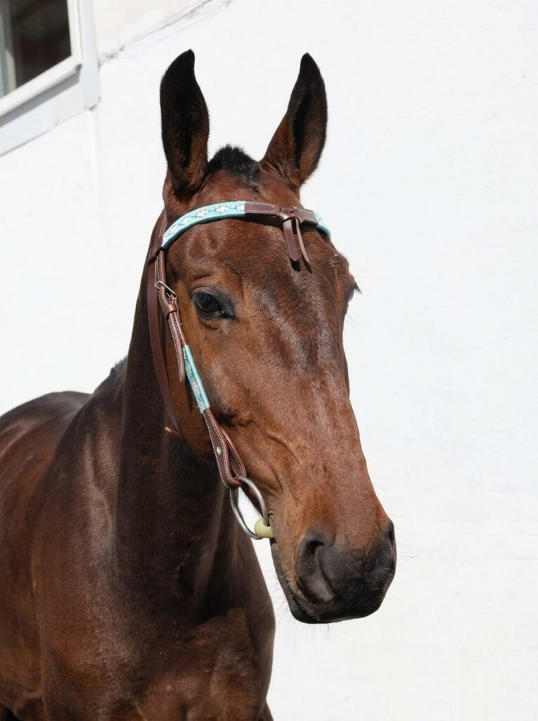Уздечка вестерн Рейса HorsePlanet