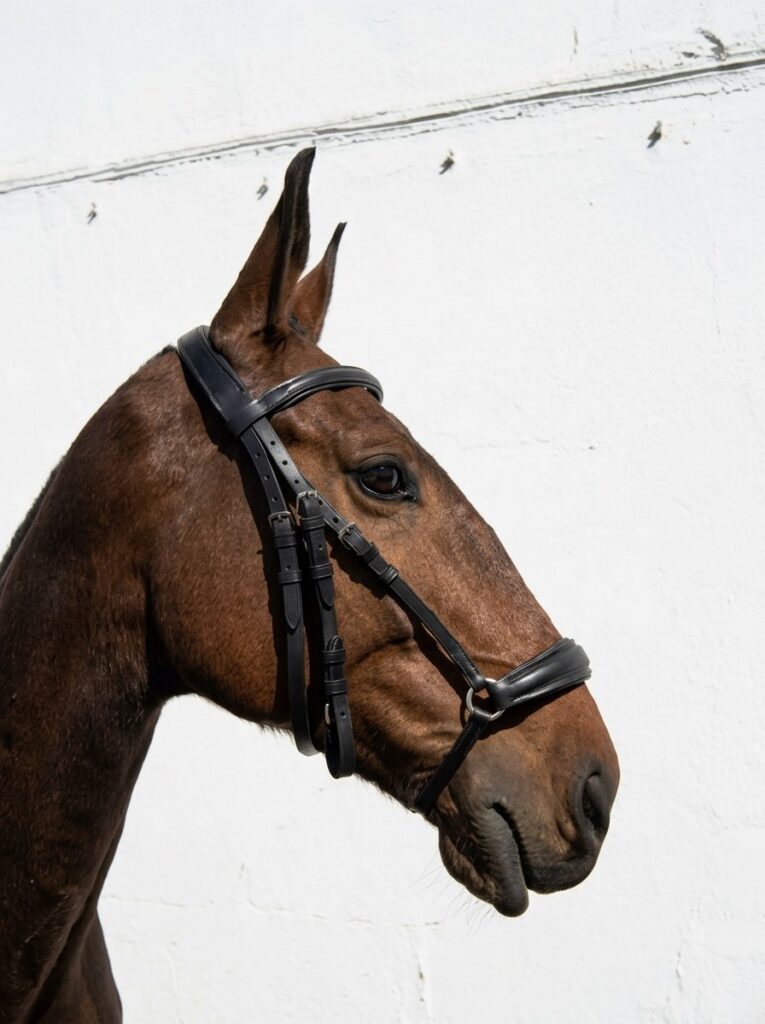 Оголовье с чешским капсулем HorsePlanet