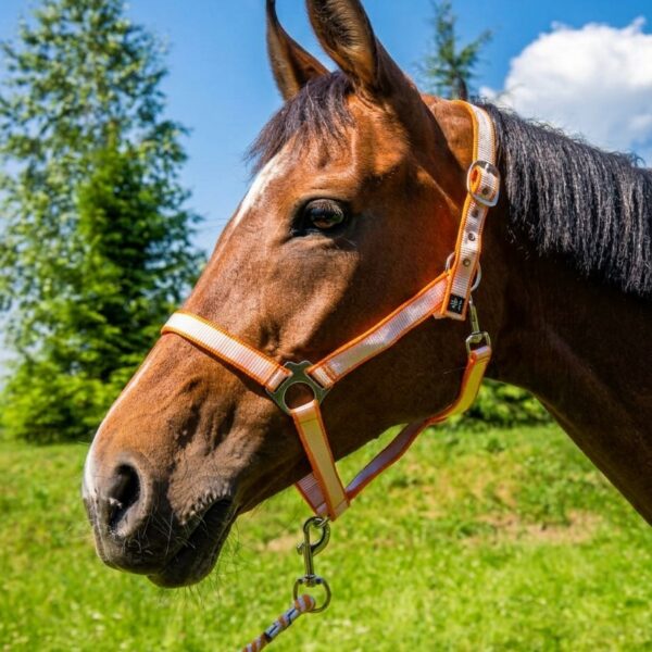 Недоуздок с чомбуром Изи HorsePlanet